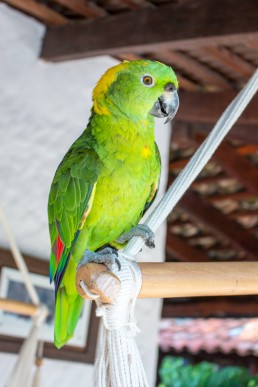 Friendly, resident parrot at Rancho Chilamate, Nicaragua