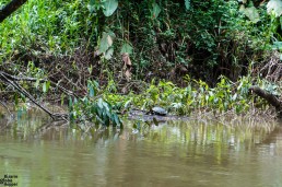 River turtle in Rio Indio, Reserva Biológica Indio Maíz, Nicaragua