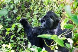 A scratching mountain gorilla in Bwindi Impenetrable Forest National Park, Uganda