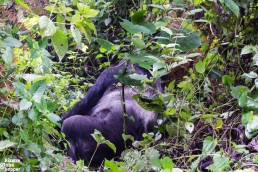 A Silverback mountain gorilla in Bwindi Impenetrable Forest National Park, Uganda