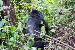 The back of a mountain gorilla in Bwindi Impenetrable Forest National Park, Uganda