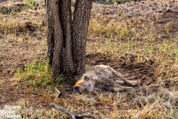 Sleepy hyena in Serengeti