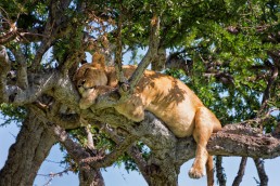 Sleepy lion on the branches of a tree in Masai Mara, Kenya.