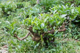 A tea bush in Bwindi Impenetrable Forest, Uganda