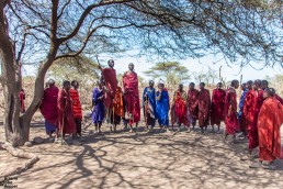 The traditional jumping of the Maasai, Ngorongoro, Tanzania