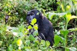 Thoughtful mountain gorilla in Bwindi Impenetrable Forest National Park, Uganda