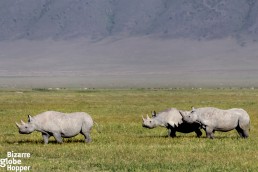 Three black rhinos in Ngorongoro Conservation Area, Tanzania