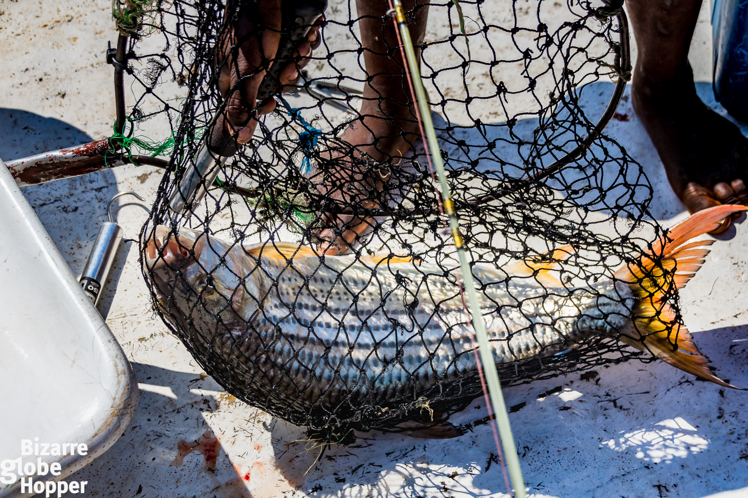 Experiences Catch & Release Tiger Fishing In Zambia