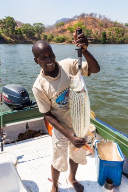 The tigerfish we caught in Lower Zambezi National Park, Zambia