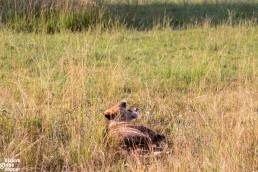 Tired lion resting in the Queen Elizabeth National Park, Uganda