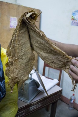 light tobacco leaves, esteli, nicaragua