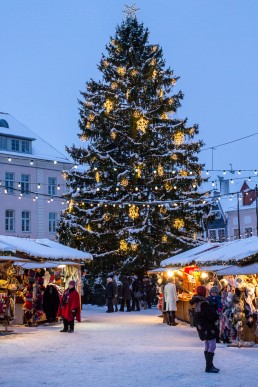 Christmas tree at the Christmas market in Tallinn, Estonia