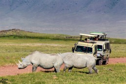 Two endangered black rhinos in the Ngorongoro Conservation Area in Tanzania