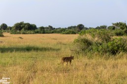 Lion walking into the bush in Queen Elizabeth National Park, Uganda