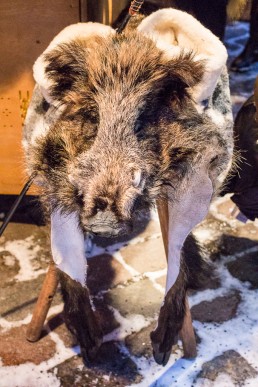 Wild boar hat at the Christmas market of Tallinn Old Town, Estonia