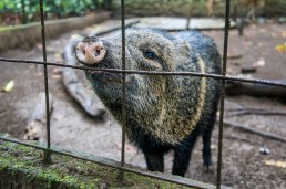 Wild pig at Tree of Life Wildlife Sanctuary in Cahuita, Costa Rica