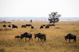 Wildebeest with babies in Serengeti National Park, Tanzania