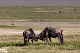 Fighting wildebeest in Serengeti National Park, Tanzania