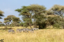 Zebras in Tarangire National Park, Tanzania