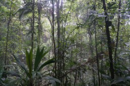 Ozygen smoke in Canta Gallo hill, Indio Maiz Biological Reserve