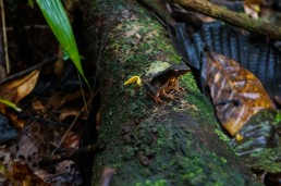 Poisonous brown frog in Indio Maiz Biological Reserve, Nicaragua