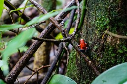 Poisonous, nail-sized red frog in Indio Maiz Biological Reserve