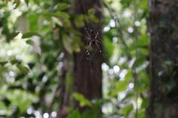 Poisonous spider, Indio Maíz, Nicaragua