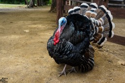 Flashy turkey at Rancho Chilamate, Nicaragua