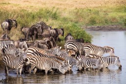 Zebras and wildebeest drinking in the Serengeti National Park