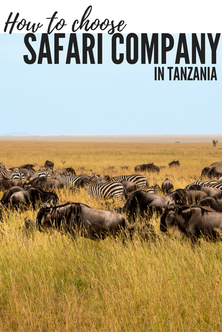 Best Tanzania Safari Company: How to Choose the Right One - gmedia