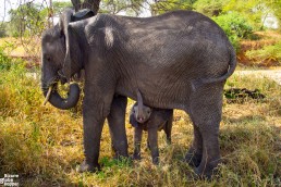 Elephants in Tarangire National Park, Tanzania