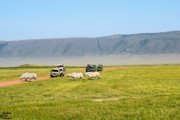 Endangered black rhinos in Ngorongoro crater