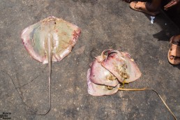 Fish market of Stone Town, Zanzibar