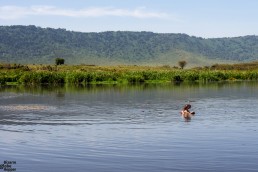 Hippo yawning at the hippo pool, Ngorongoro crater, Tanzania