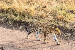 Leopard at zero distance in Serengeti National Park, Tanzania