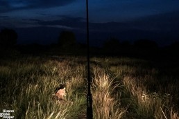 Lion on a night game drive in Queen Elizabeth National Park, Uganda