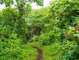 Nyiragongo volcano trek starts from the dense rainforest before crossing barren lava fields