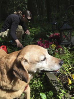 Planting red roses to the grave of our old dog in Maunula Pet Cemetery, Helsinki