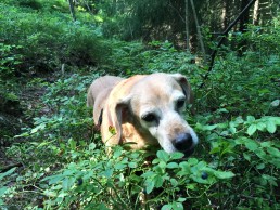 Our beloved dog is picking blueberries in Keskuspuisto (Central Park)