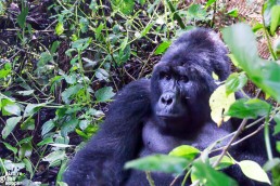 Big Mountain gorilla in Bwindi Impenetreable Forest National Park, Uganda