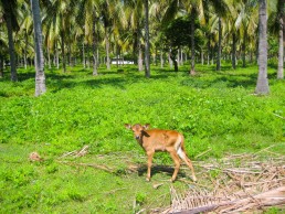 Lush inland palm groves of Gili Trawangan