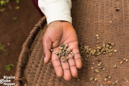 Batwa coffee beans, Bwindi Impenetrable Forest, Uganda