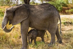 An elephant and an infant in Tarangire National Park, Tanzania