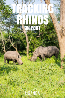 Would you dare to track down rhinos on foot? We followed a ranger to see our first white rhinos from zero distance.