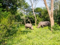 White rhino walking safari in Ziwa Rhino Sanctuary, Uganda