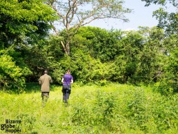 Walking safari to track down rhinos in Uganda