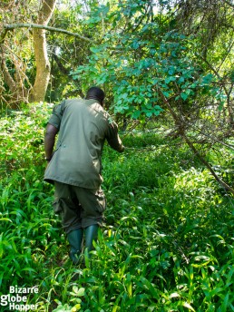 Would you dare to track rhinos on foot?