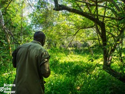 Tracking white rhinos in Uganda with a ranger