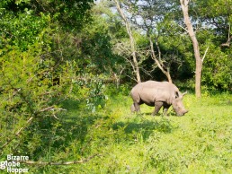 White rhino calf Luna in Ziwa Rhino Sanctuary