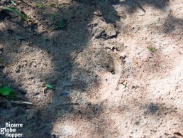 White rhino footprint in Uganda